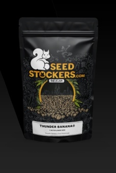 картинка Thunder Banana Auto от магазина Semki